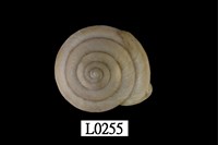 藏品(小菱蝸牛)的圖片